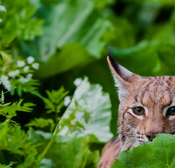 Informe Planeta Vivo WWF: América Latina confirma acelerada tendencia en pérdida de biodiversidad